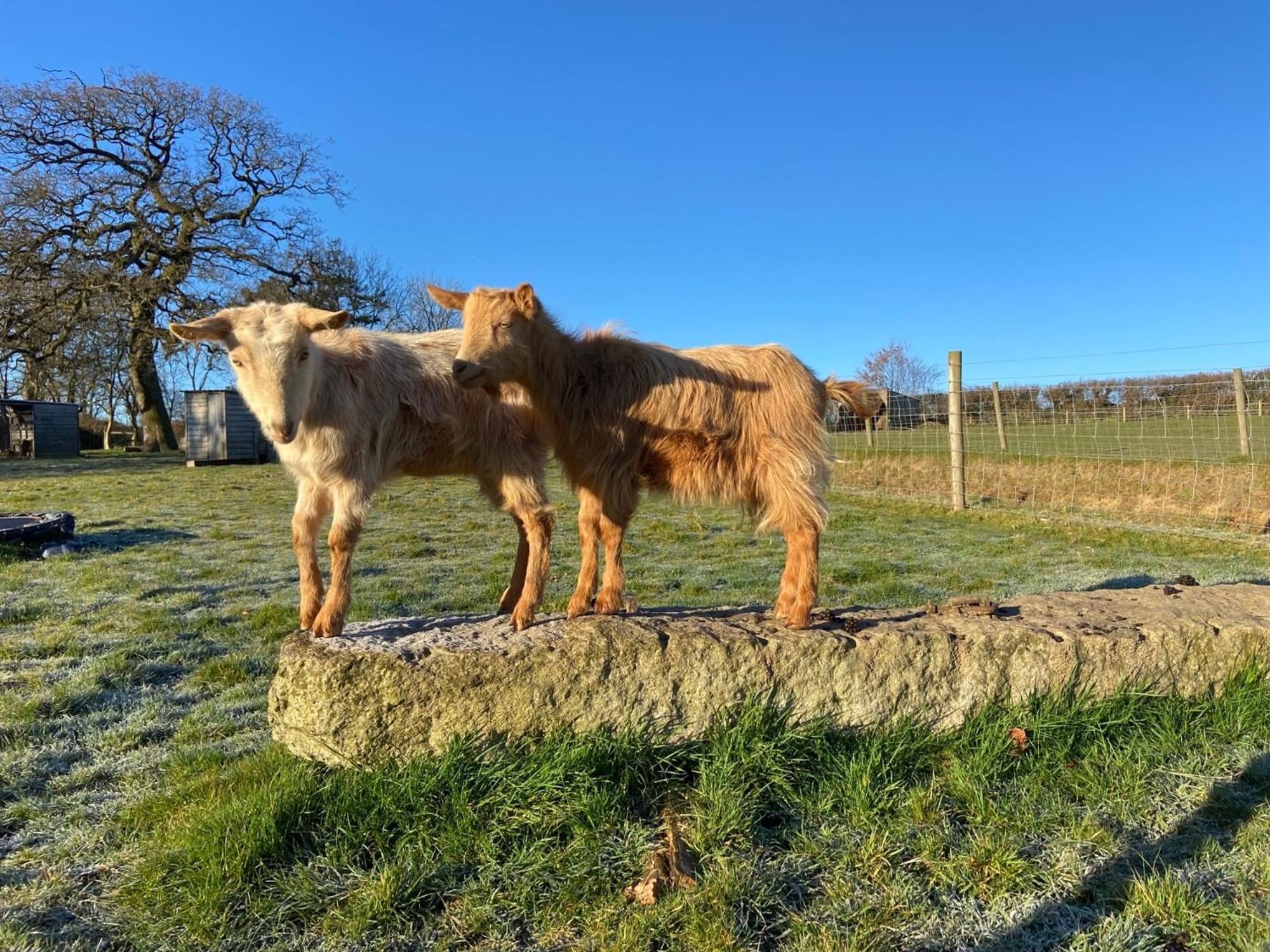 Lovaton Farmhouse Okehampton Luaran gambar